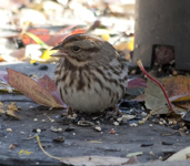 Song Sparrow